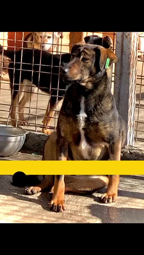 Mixed Breed dogs for adoption: Nacho, 10-12 months old. Available for adoption. in Brixham - Video 1