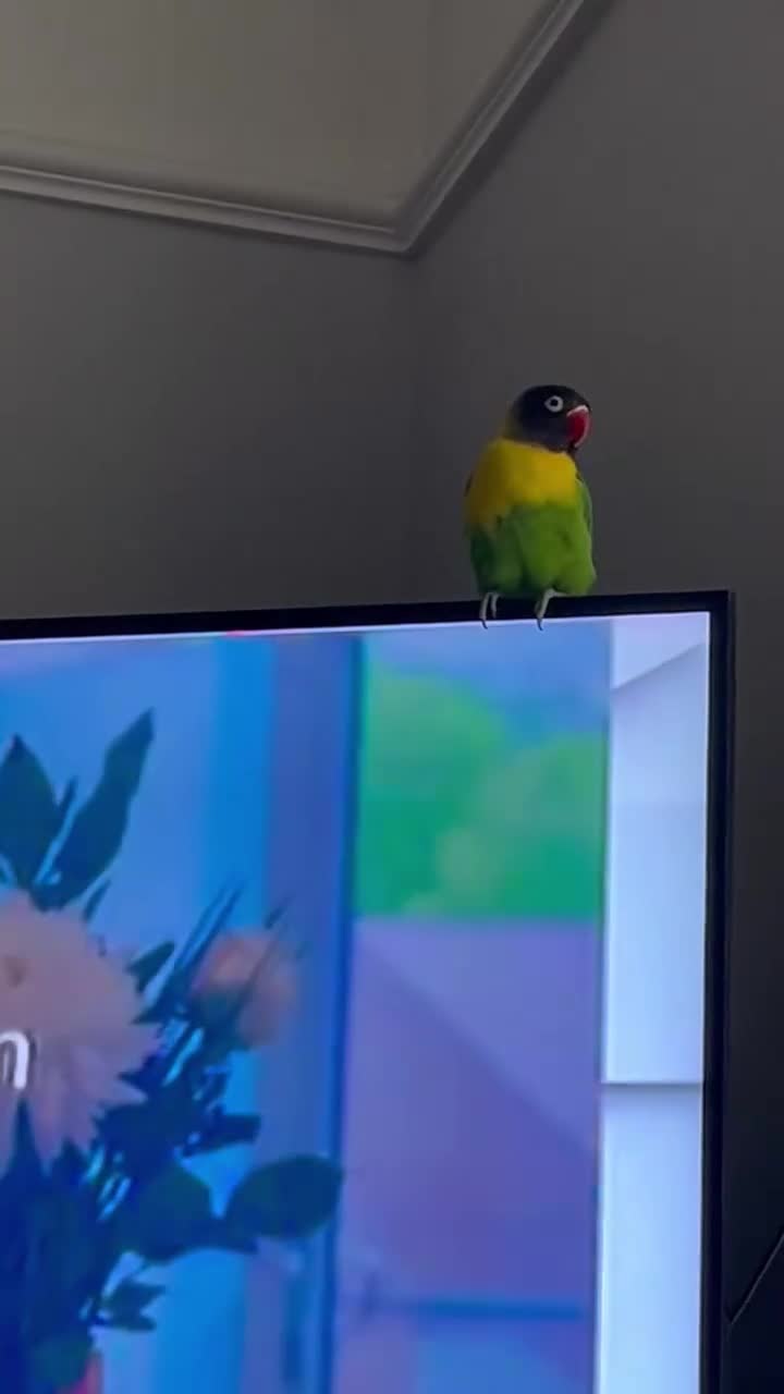 Lovebirds birds for sale: Lovebird for sale  - Video 1