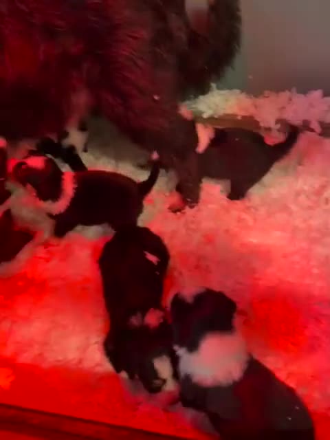 Mixed Breed dogs for sale: Beautiful, Bearded Collie x Border Collie pups.  - Video 1