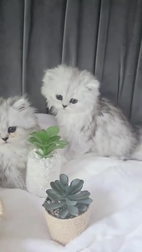 Persian cats for sale: Beautiful chinichilla babies ❤️ - Video 4