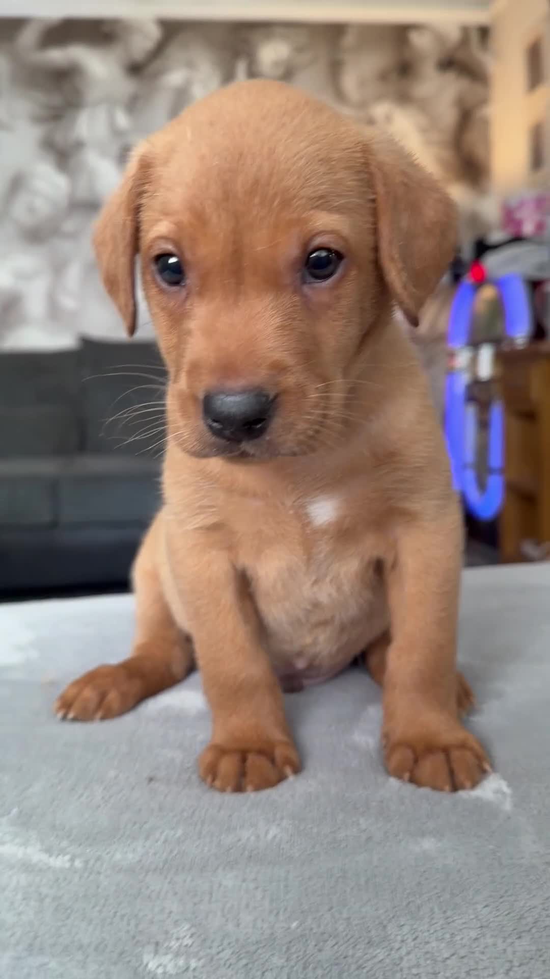 Labrador Retriever dogs for sale: 4 LEFT KC LABS READY IN 1 WEEK ❤️ - Video 3
