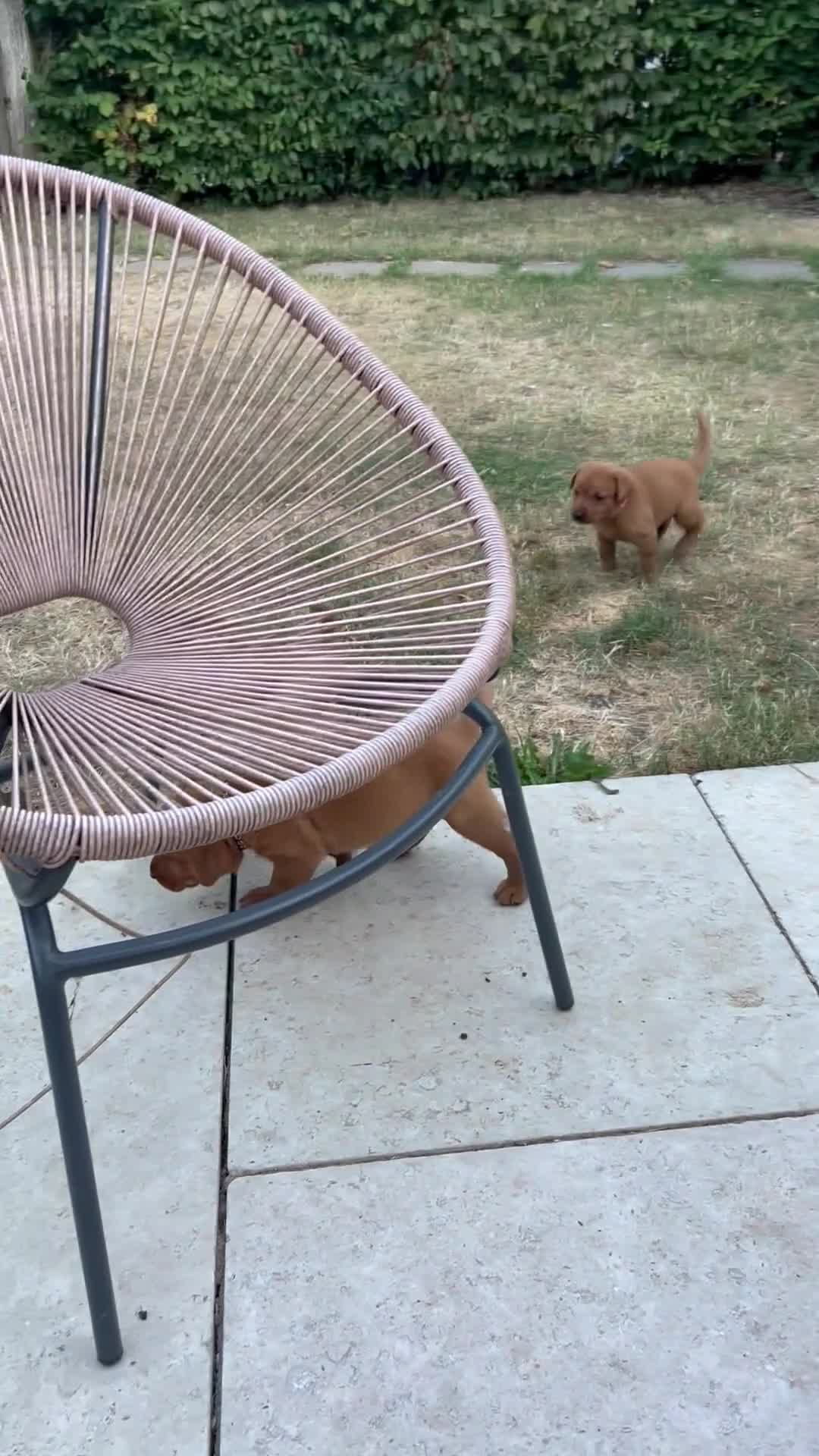 Labrador Retriever dogs for sale: KC Registered Fox Red Labrador Puppies in Cambridge - Video 1