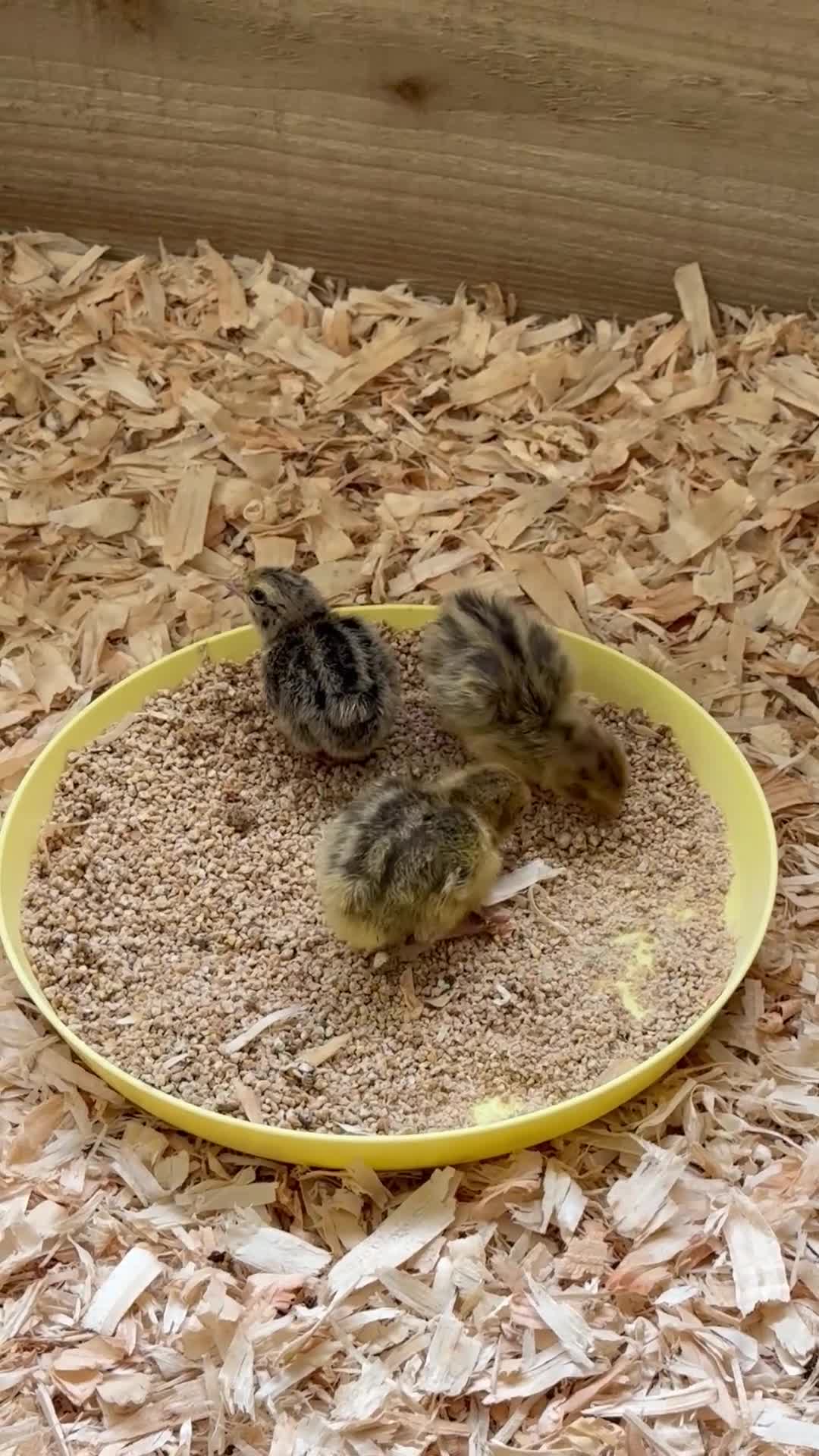 Quail poultry for sale: Pure Breed Celadon Quail Chicks | Blue Egg Layers - Video 1