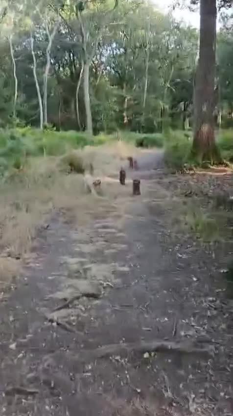 Cockapoo dogs for sale: Adorable Cockapoos Looking for Loving Homes 🐶❤️  - Video 1