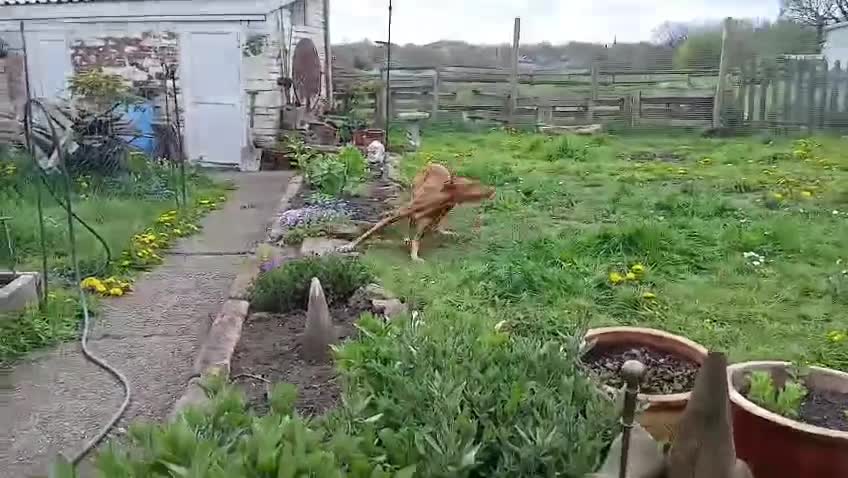 Ibizan Hound dogs for adoption: Cati a lovely calm girl who loves other dogs  - Video 3
