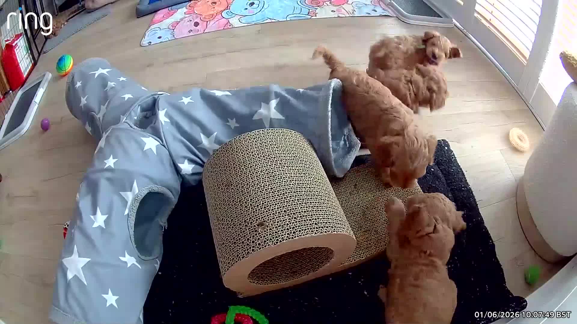 Australian Labradoodle dogs for sale: Australian Labradoodles Multigenerational  - Video 1