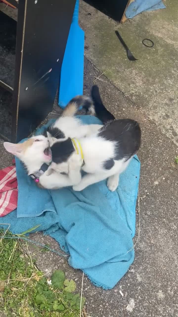 Domestic Shorthair cats for sale: Friendly 4 month old kittens for sale in Leicester - Video 1