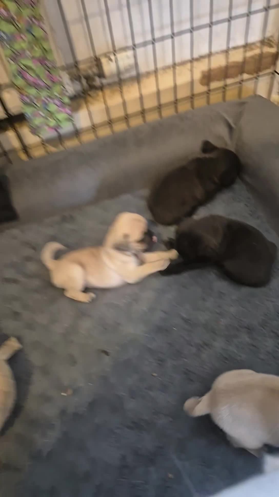 Pug dogs for sale: Beautiful pugs puppies - Video 3