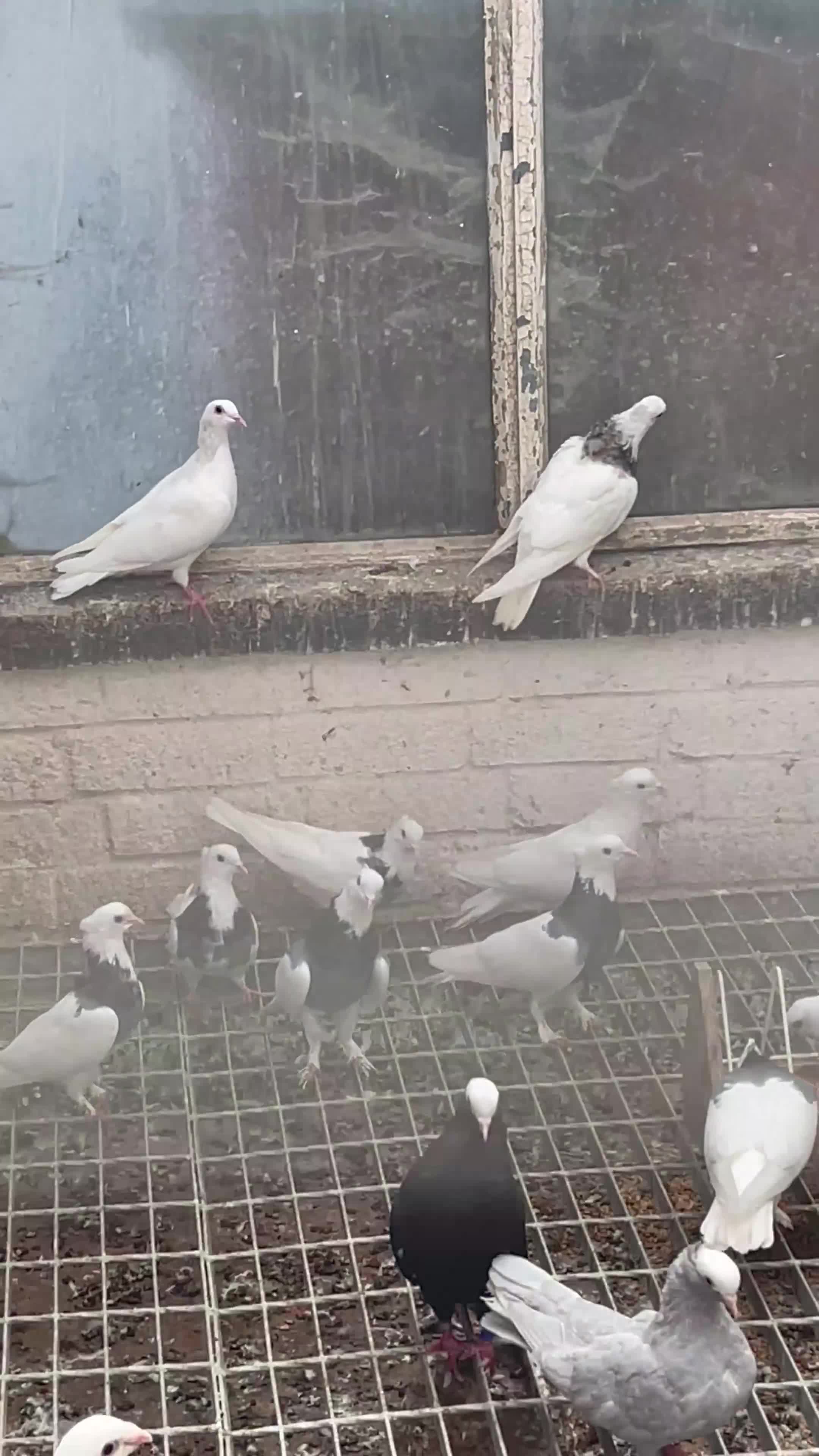 Pigeons birds for sale: Togi breeding pair - Video 2