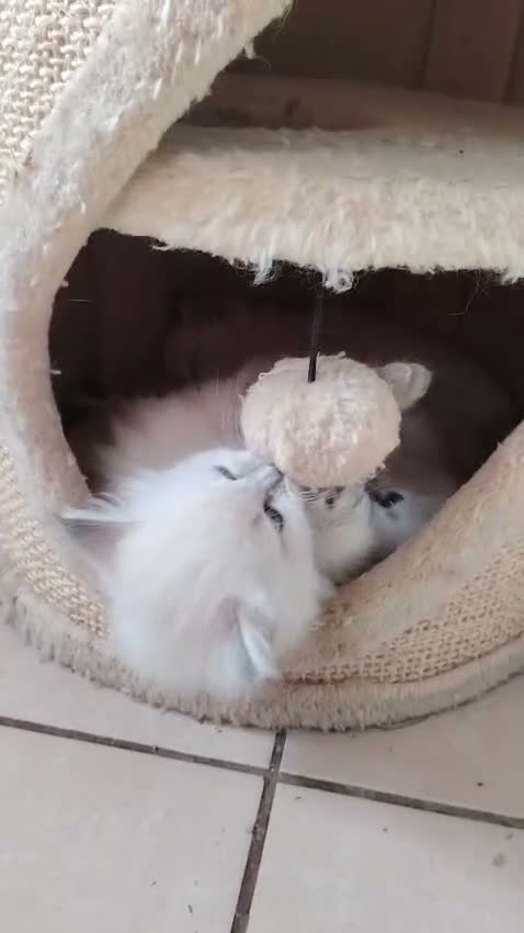 Siberian cats for sale: Sibirian Neva Masquerade kittens  - Video 2
