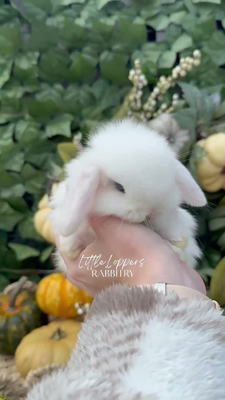 Mini Lop rabbits for sale: Baby Mini Lop Bunnies to reserve! - Video 3