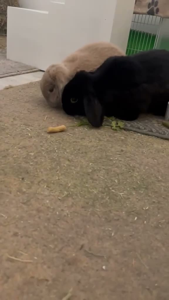 Dwarf Lop rabbits for sale: Paired Brown + Black 2yr old Dwarf Lop - Video 1