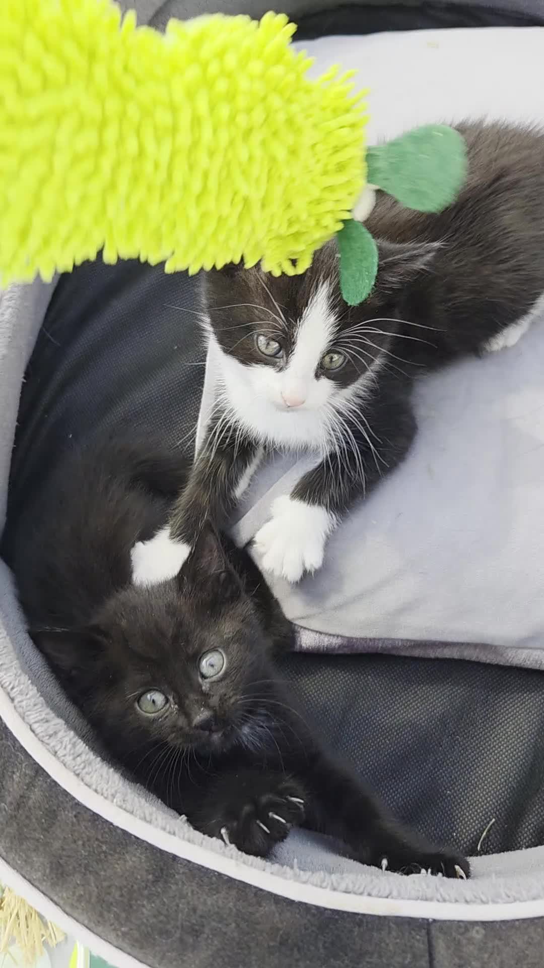 Mixed Breed cats for sale: 2 kittens,1 boy one girl for sale  - Video 1