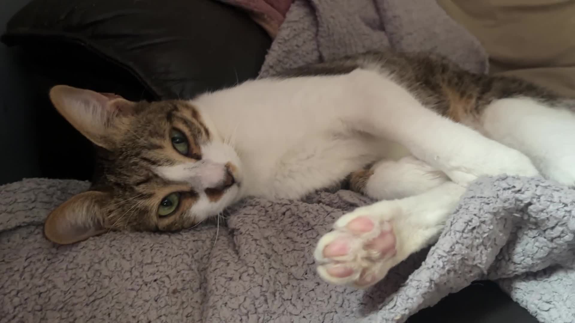 Arabian Mau cats for adoption: Pablo the terrorist  - Video 1
