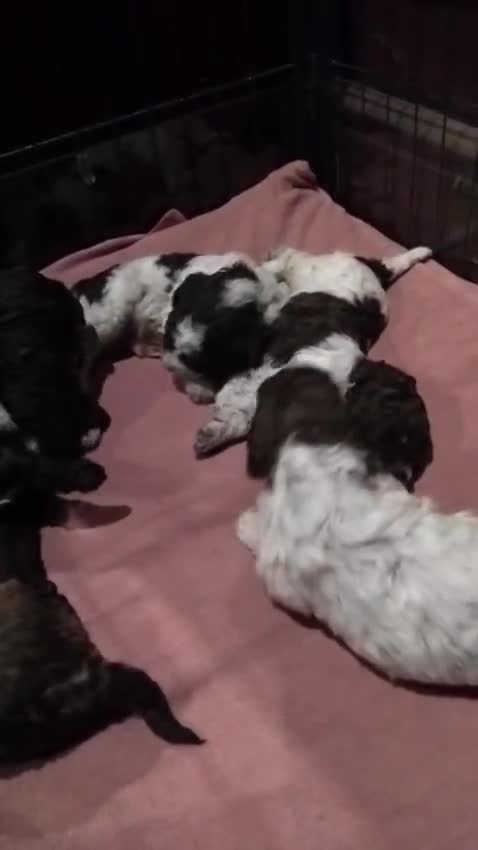 Lagotto Romagnolo dogs for sale: Kc lagotto romagnolo puppies - Video 3