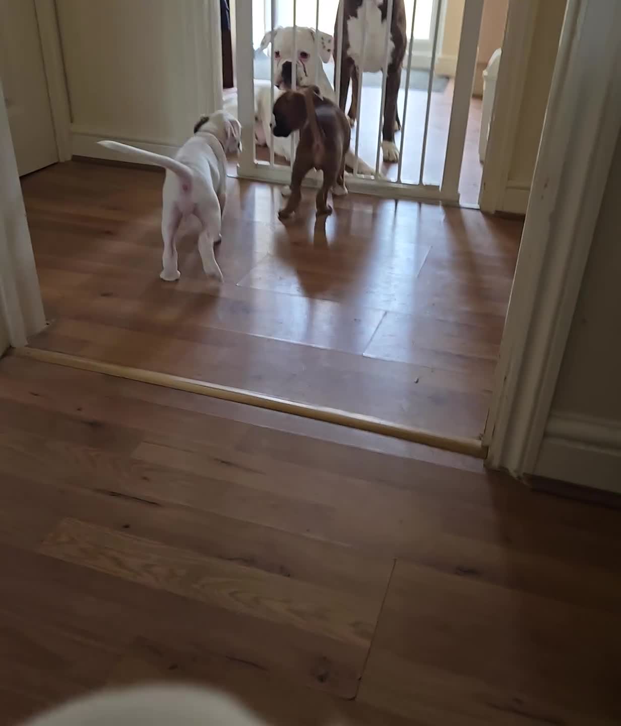 Boxer dogs for sale: 🐶Beautiful Boxer Puppy Seeking Her Forever Home🐶 - Video 1