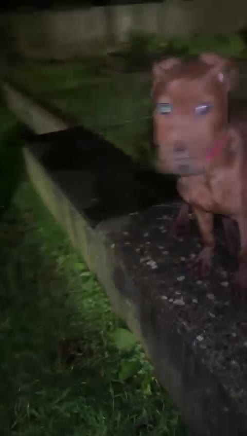 Mixed Breed dogs for sale: Meet Luna in Croydon - Video 1