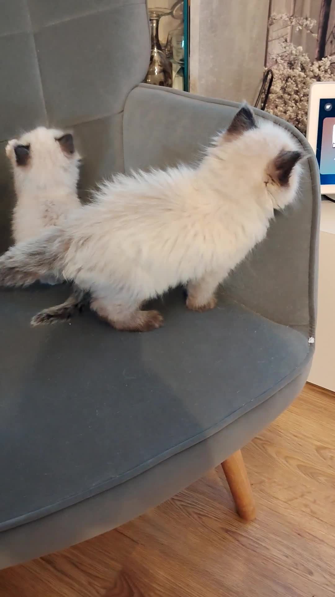 Ragdoll cats for sale: Chocolate point ragdoll  - Video 1