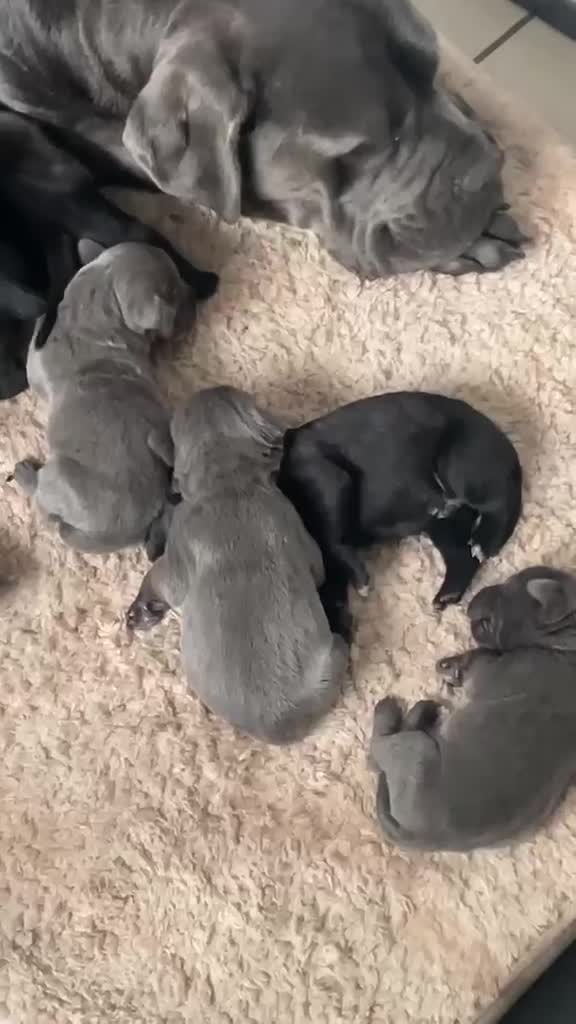 Cane Corso dogs for sale: Beautiful Cane Corso’s Puppies Italian Bloodline in Preston - Video 1