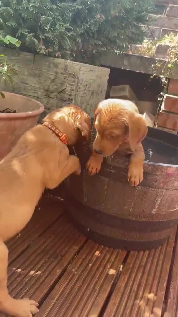 Labrador Retriever dogs for sale: Stunning Fox Red Labrador puppies - Video 4