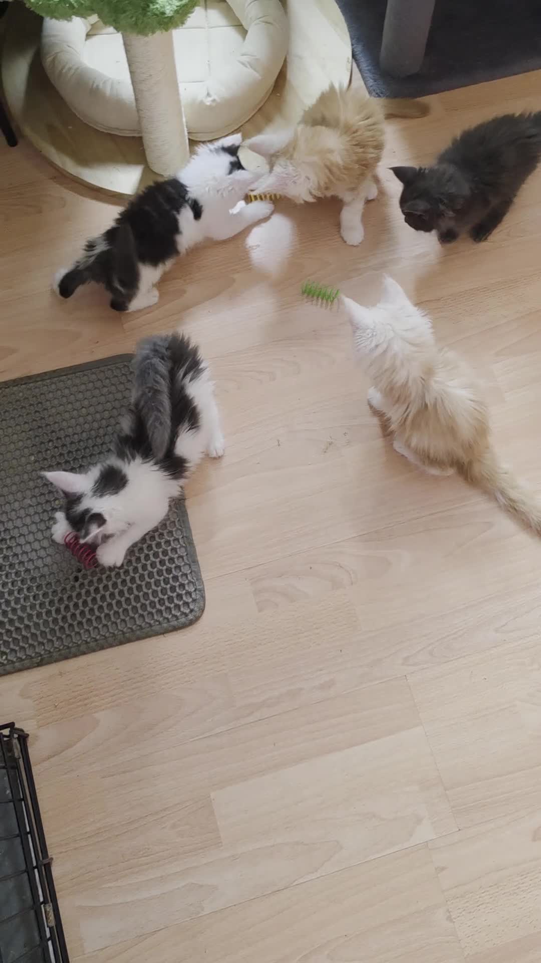 Maine Coon cats for sale: TICA REGISTERED STUNNING KITTENS  - Video 1