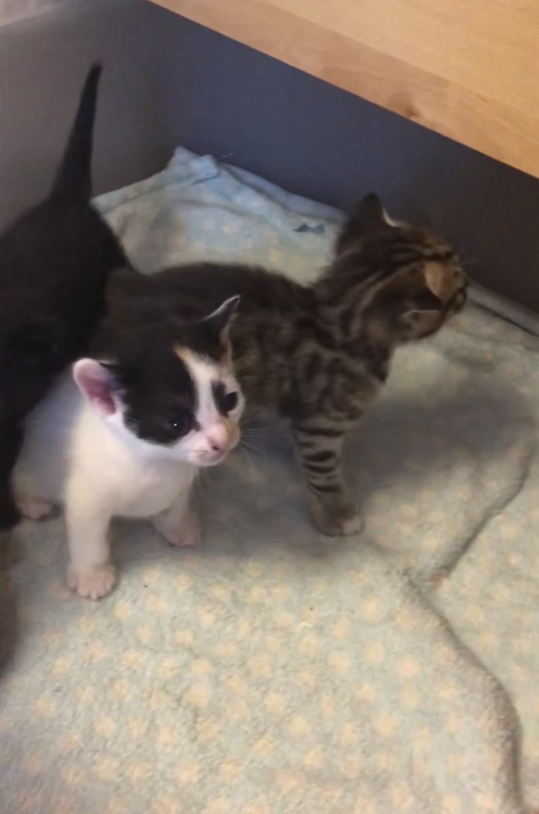 Mixed Breed cats for sale: Kittens 😸 MaineCoon x kittens READY TODAY ❤️😸🐈 - Video 1