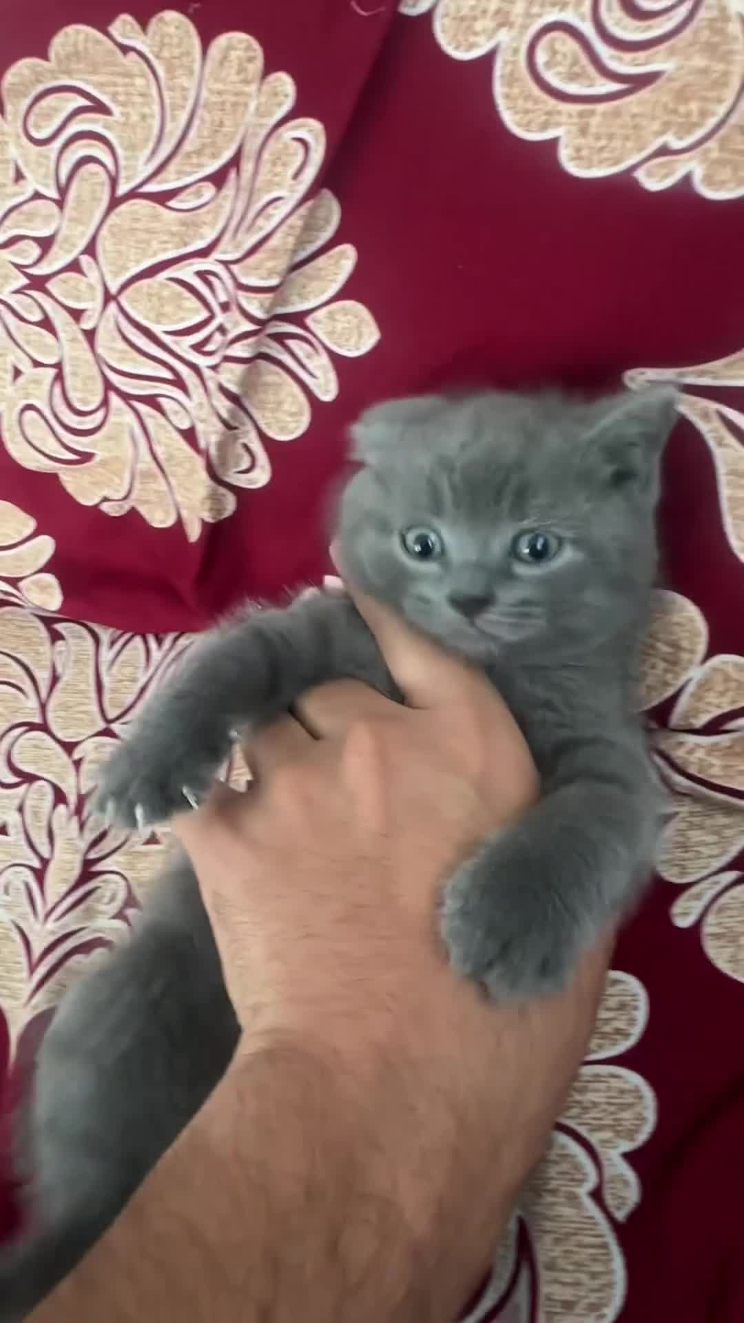 British Shorthair cats for sale:  Bargin BSH British short hair lovely kittens - Video 2