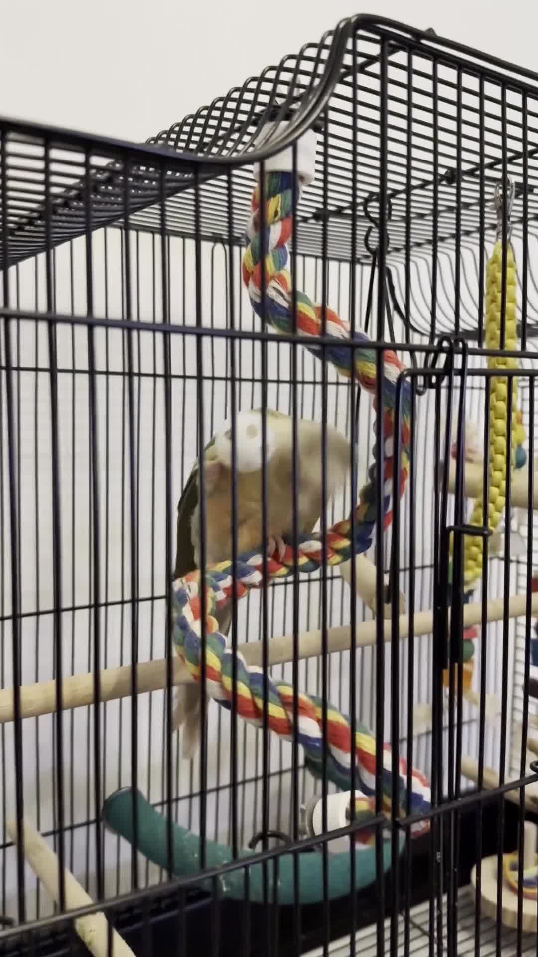 Conures birds for sale: Conure with Cage, Hand Tame, Green Cheek Conure in Ilford - Video 1