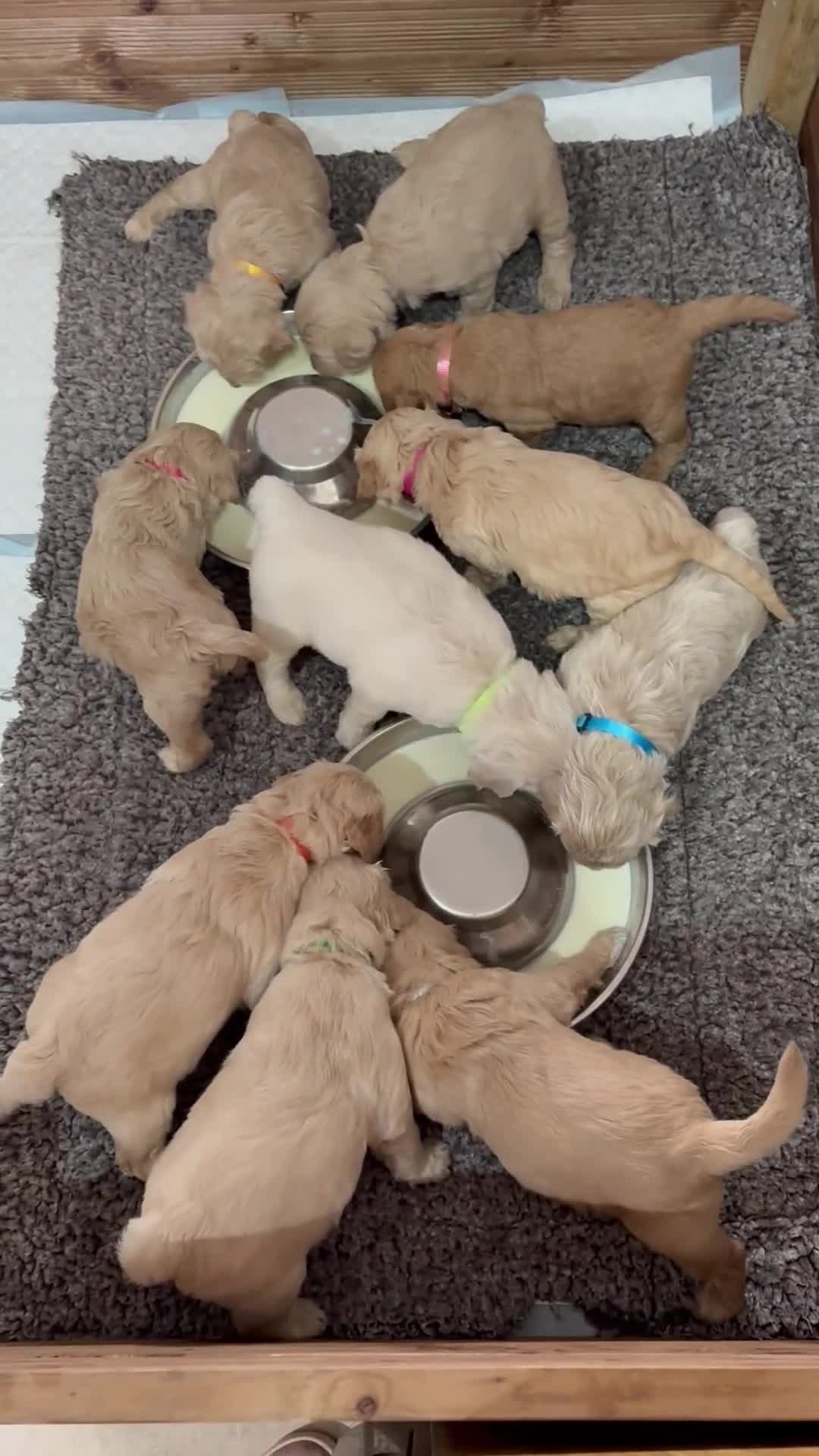 Mixed Breed dogs for sale: Beautiful litter of 10 Golden Doodles  - Video 2