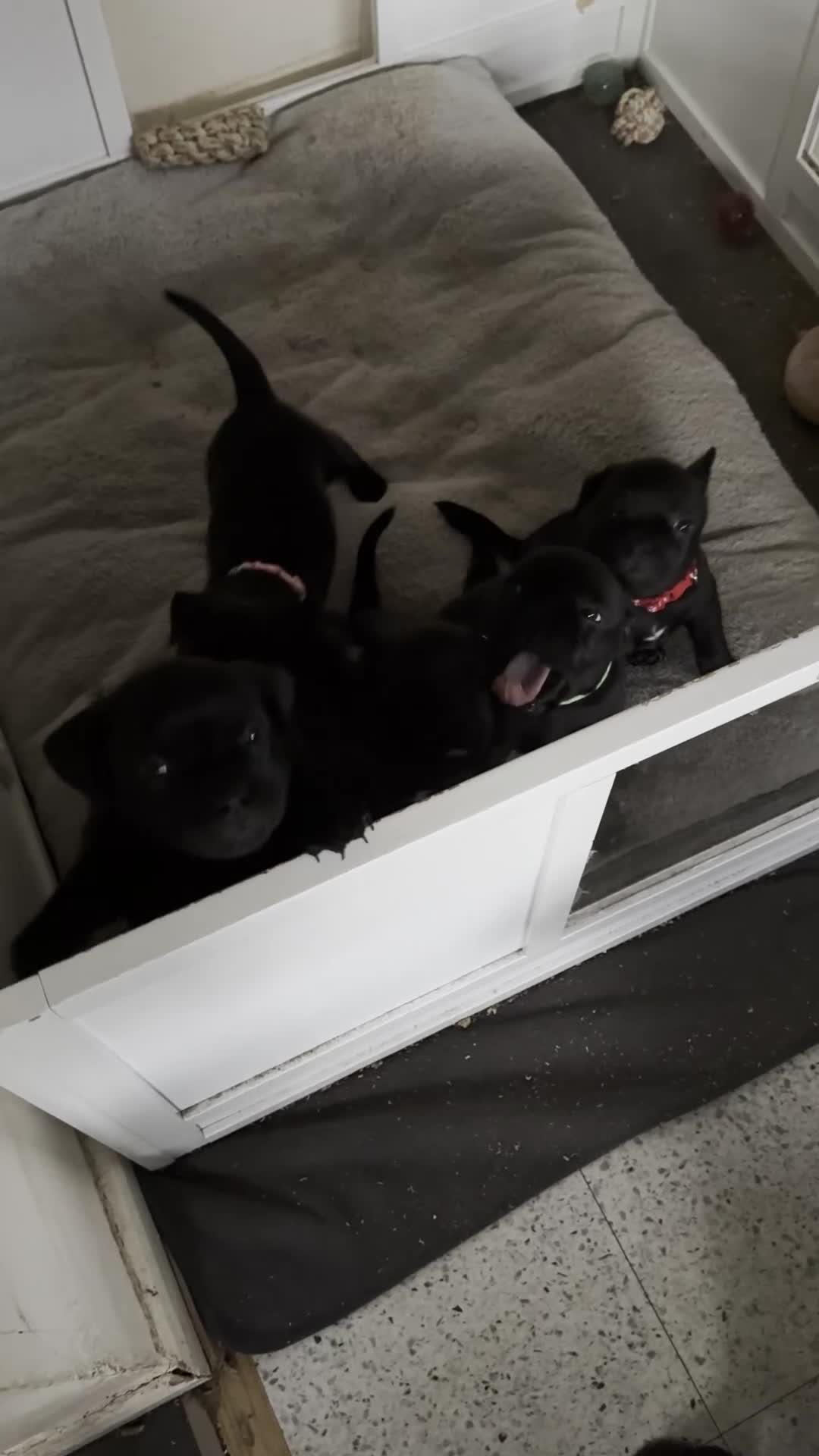 Staffordshire Bull Terrier dogs for sale: Staffy puppies looking for their forever homes - Video 3