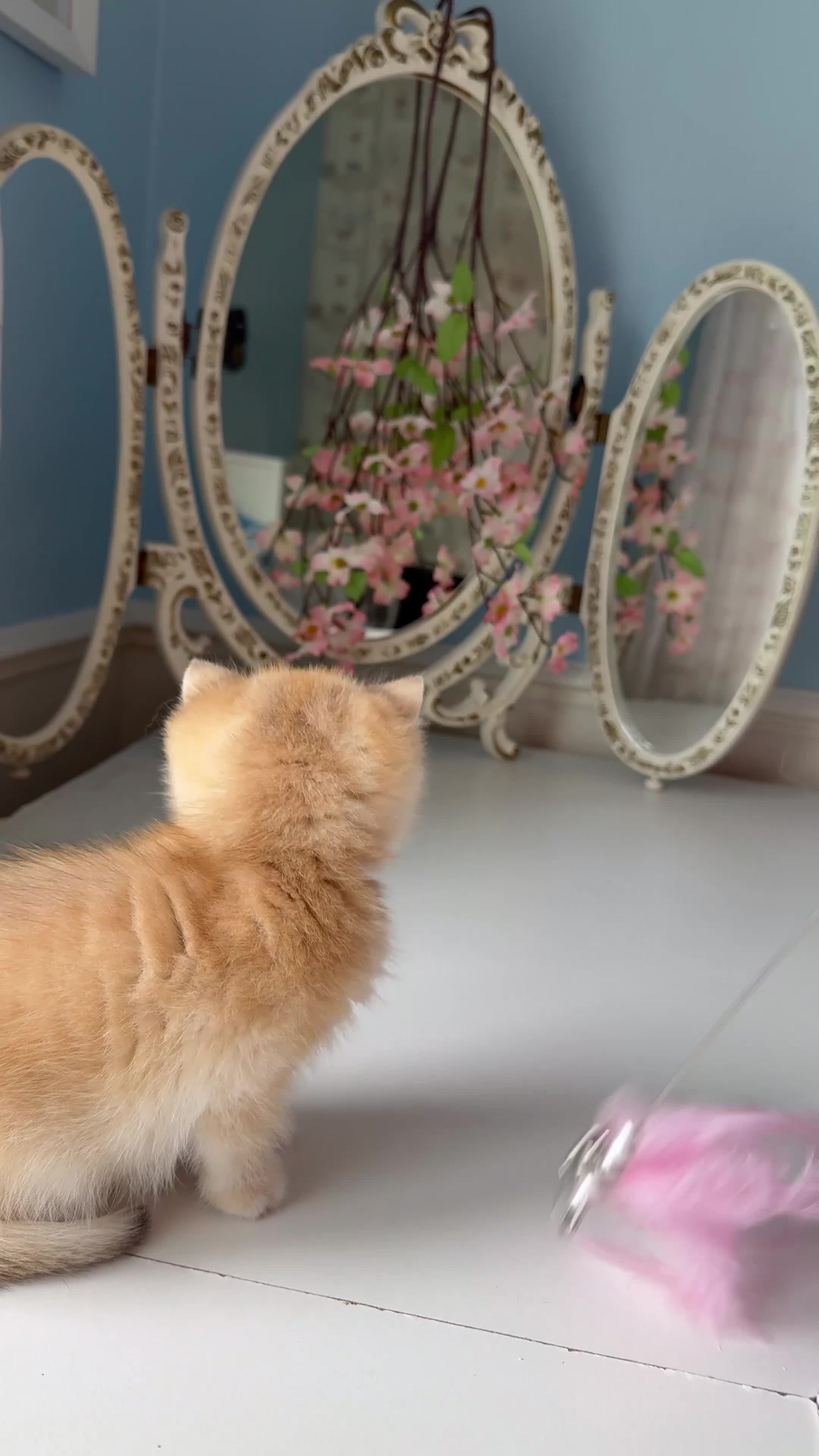 British Shorthair cats for sale: 🌟 Golden kittens. Fluffy happiness for you 🌟 - Video 2