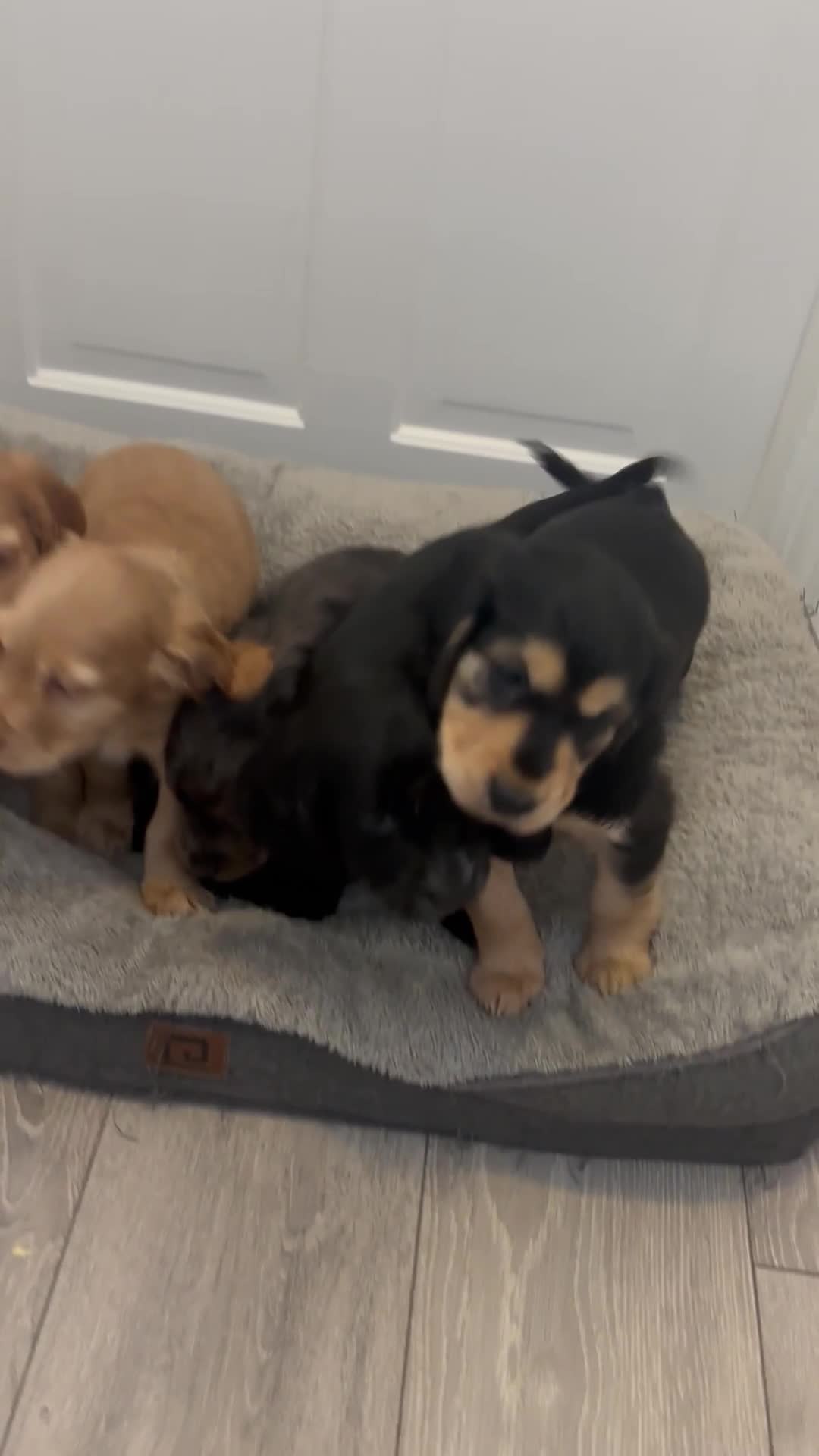 Cocker Spaniel dogs for sale: Chunky playful full Pedigree show type kc parents - Video 1