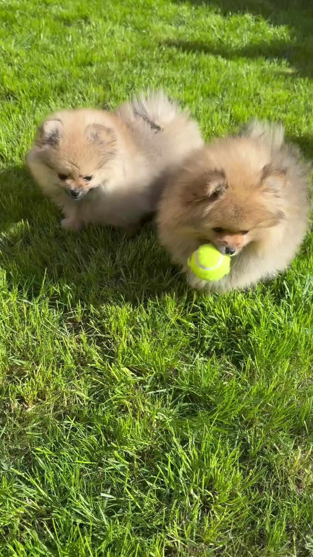 Pomeranian dogs for sale: Pure-Breed Toy Pomeranians  - Video 3