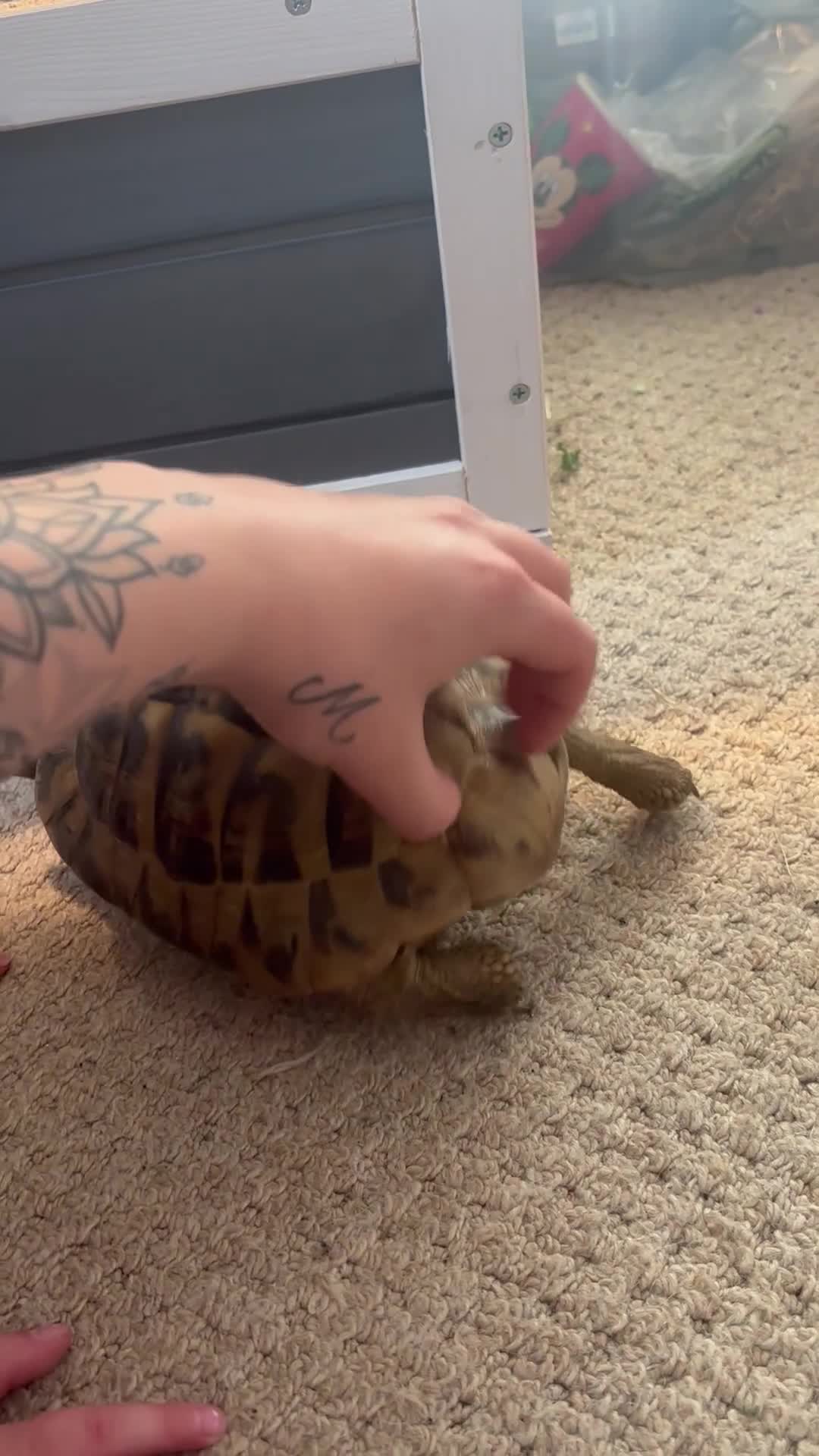 Hermann Tortoise reptiles for sale: Male Hermann Tortoise for sale(Enclosure included) - Video 2