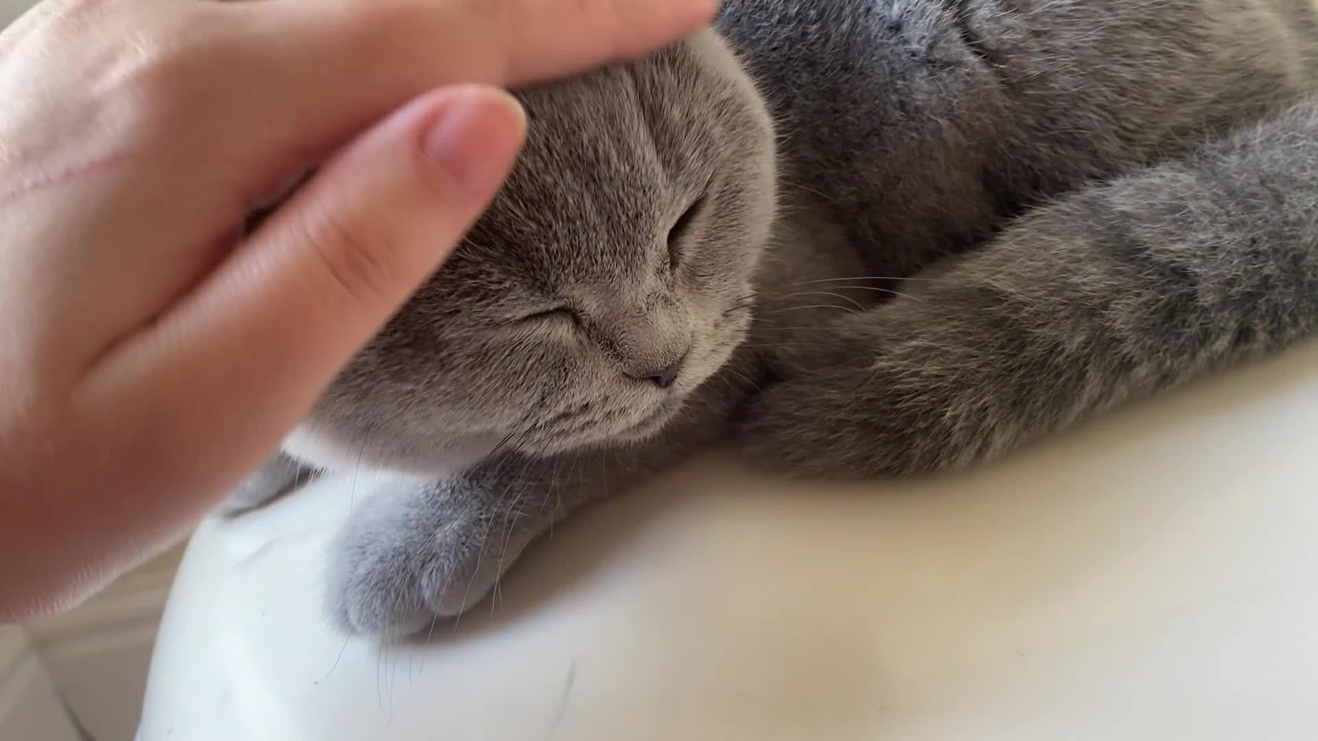 British Shorthair cats for sale: GCCF Active Championship line Blue & Lilac Kittens - Video 1