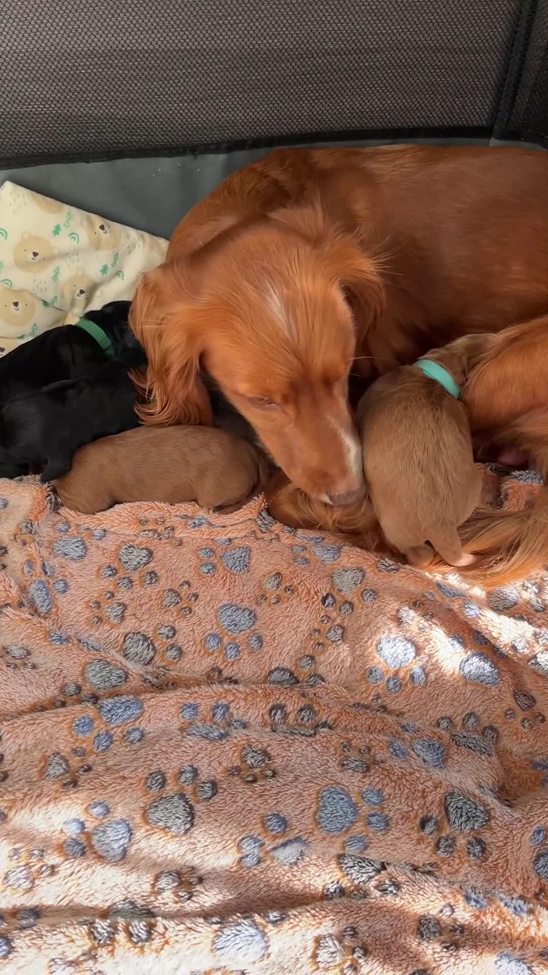 Cockapoo dogs for sale: A litter of amazing Cockapoo’s - Video 1