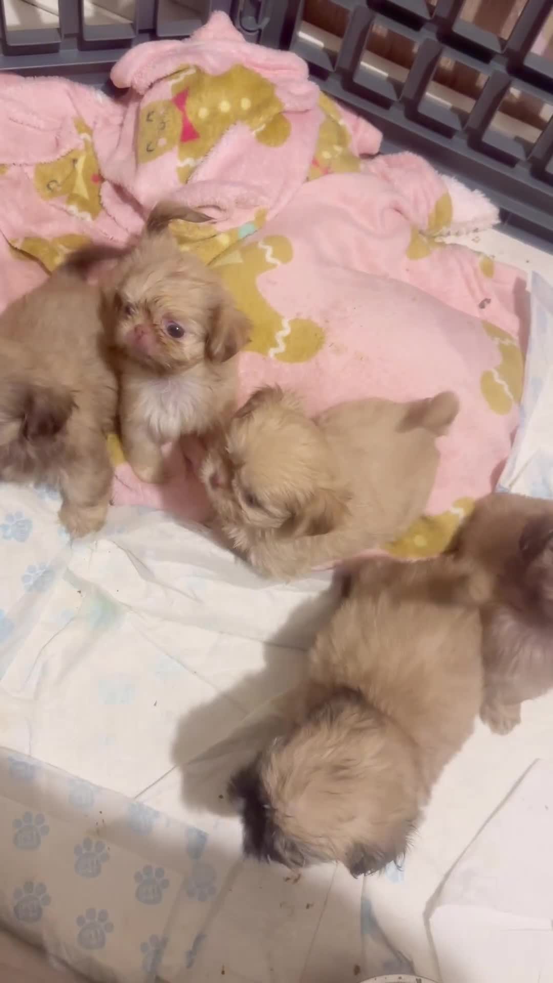 Shih Tzu dogs for sale: ONE PUPPY AVAILABLE READY NOW - Video 1