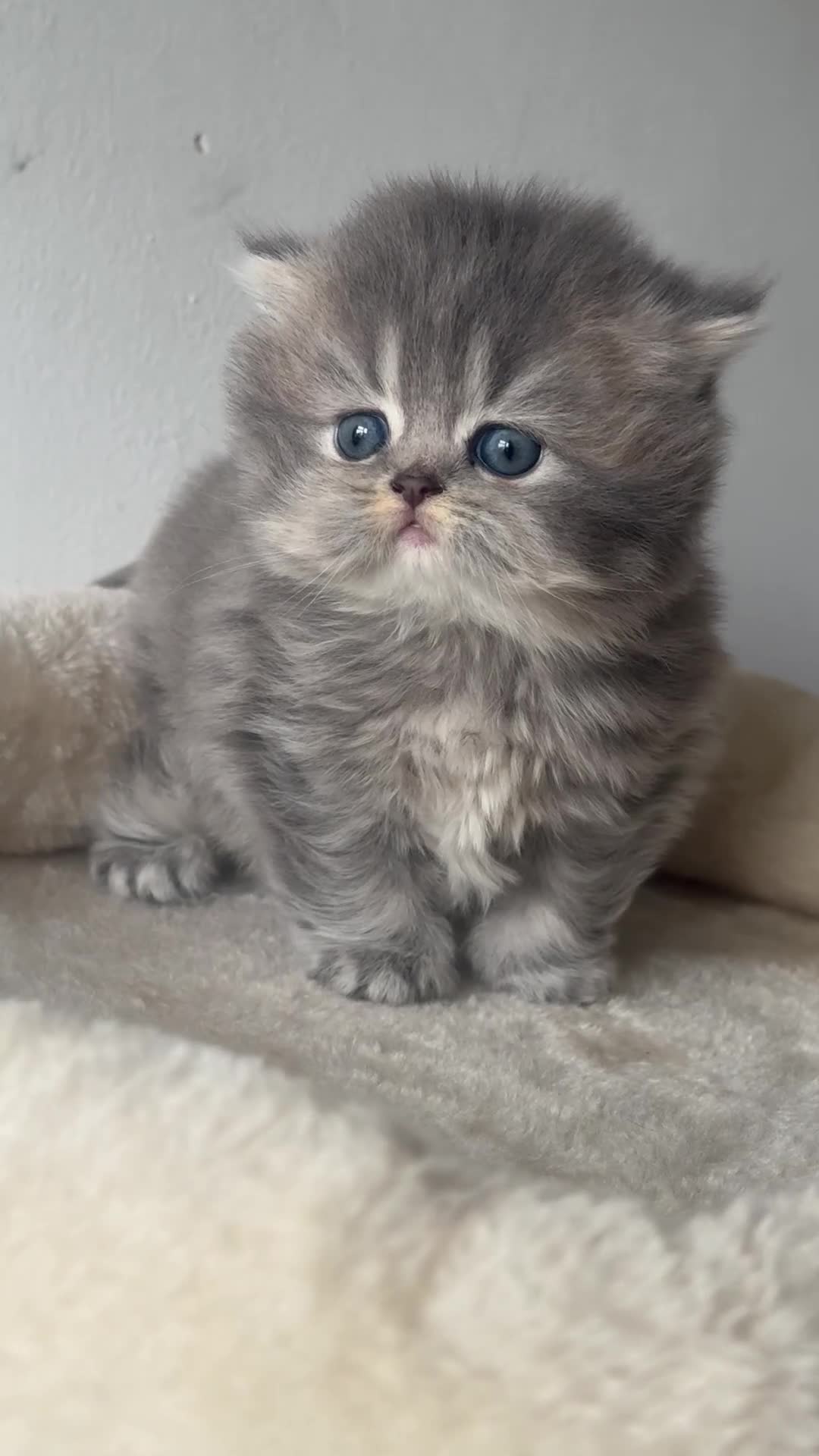 British Shorthair cats for sale: Gorgeous British shorthair and longhair💙💖🏆🏆 - Video 4