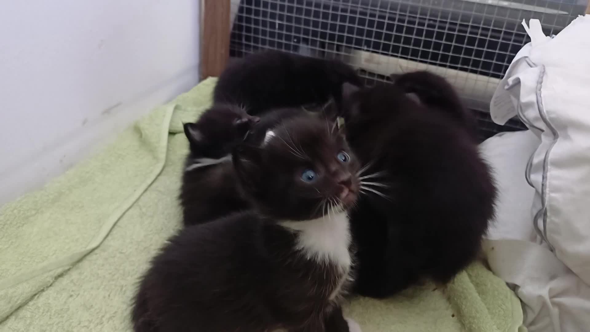 Mixed Breed cats for sale: Cute kittens wanting a loving home in 3 weeks - Video 1