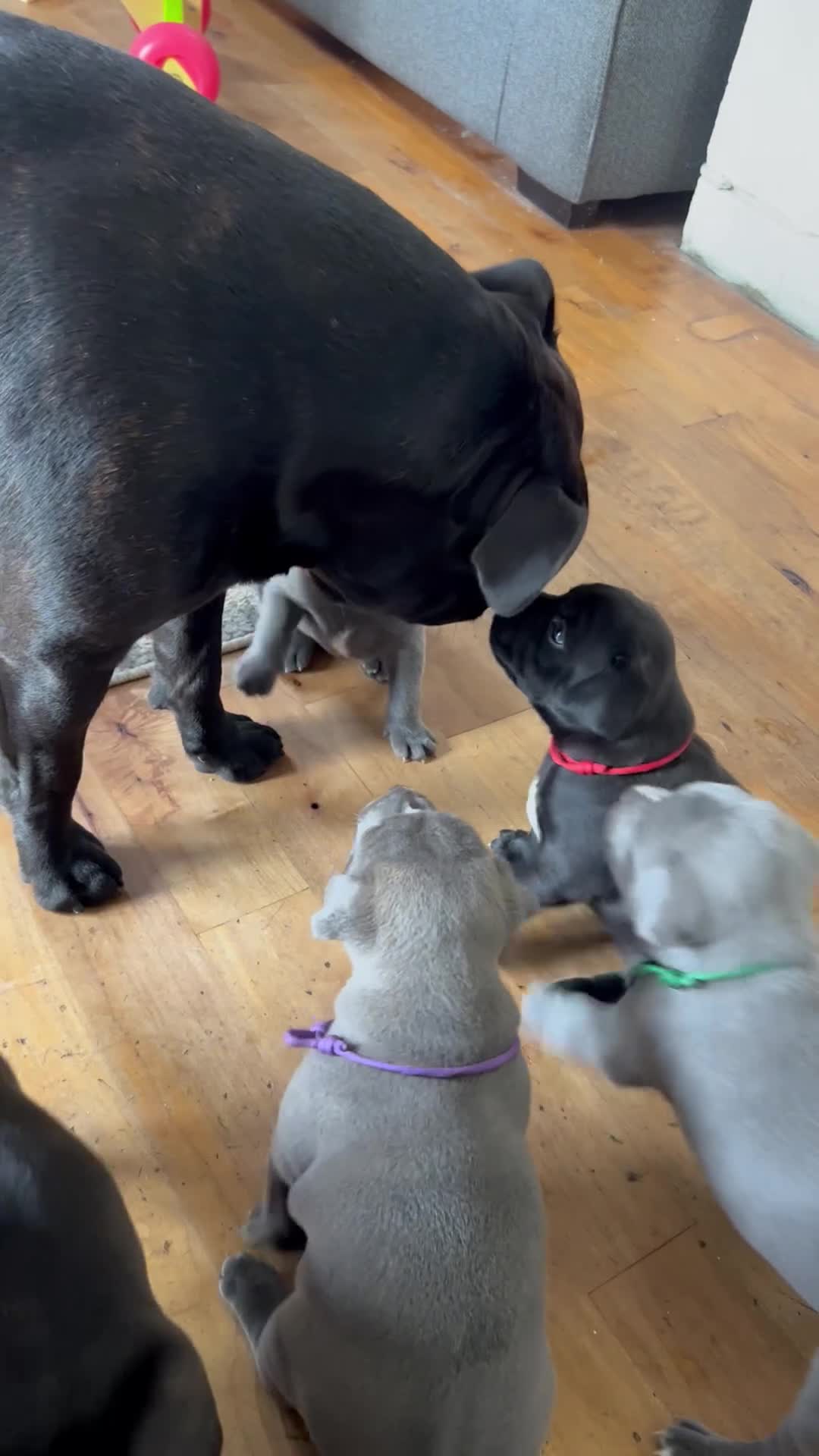 Staffordshire Bull Terrier dogs for sale: KC REG SBT PUPPIES STUNNING STOCKY BLUE & BLACK - Video 1