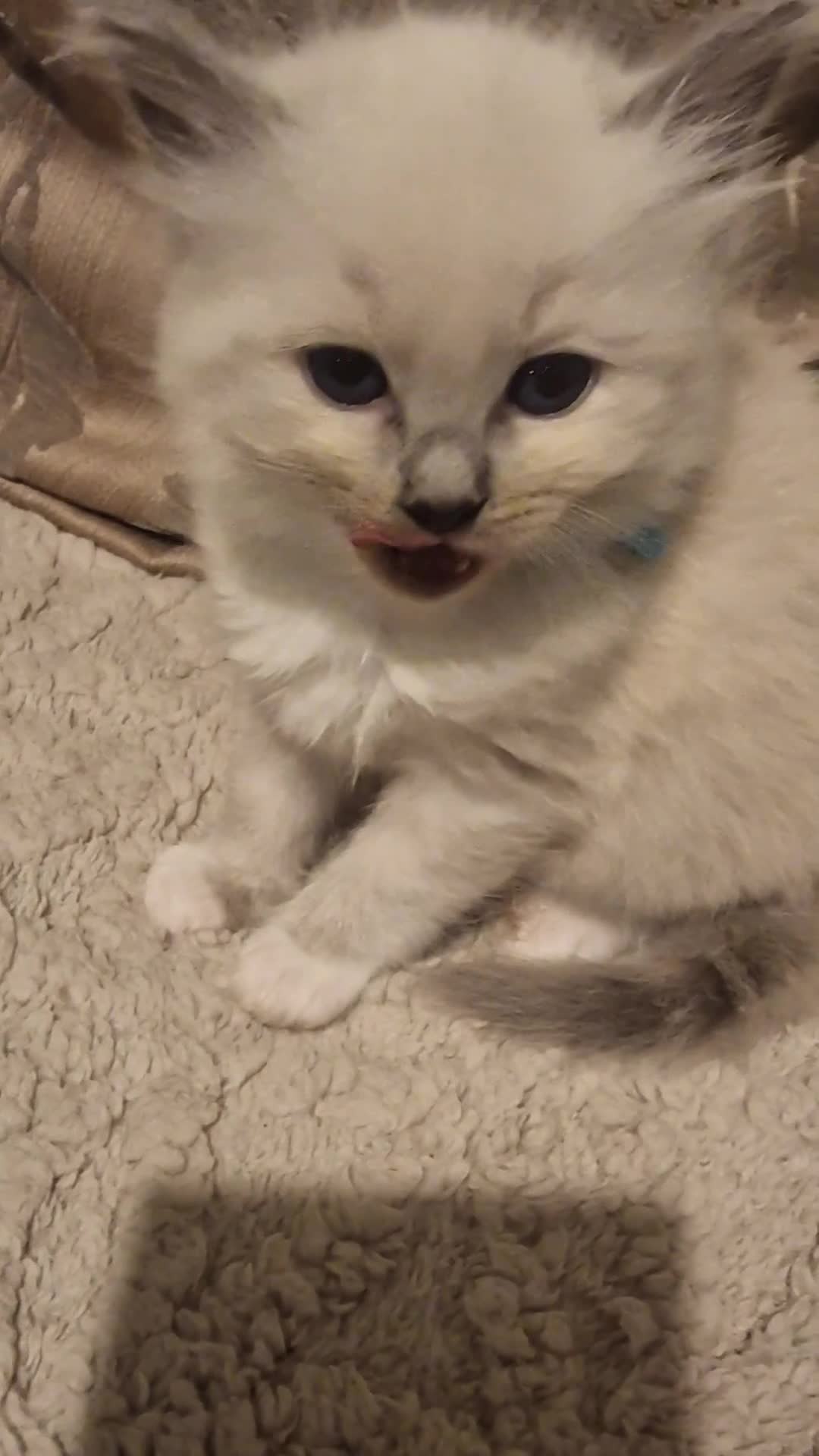 Ragdoll cats for sale: Beautiful Ragdoll  kittens in East Boldon - Video 1