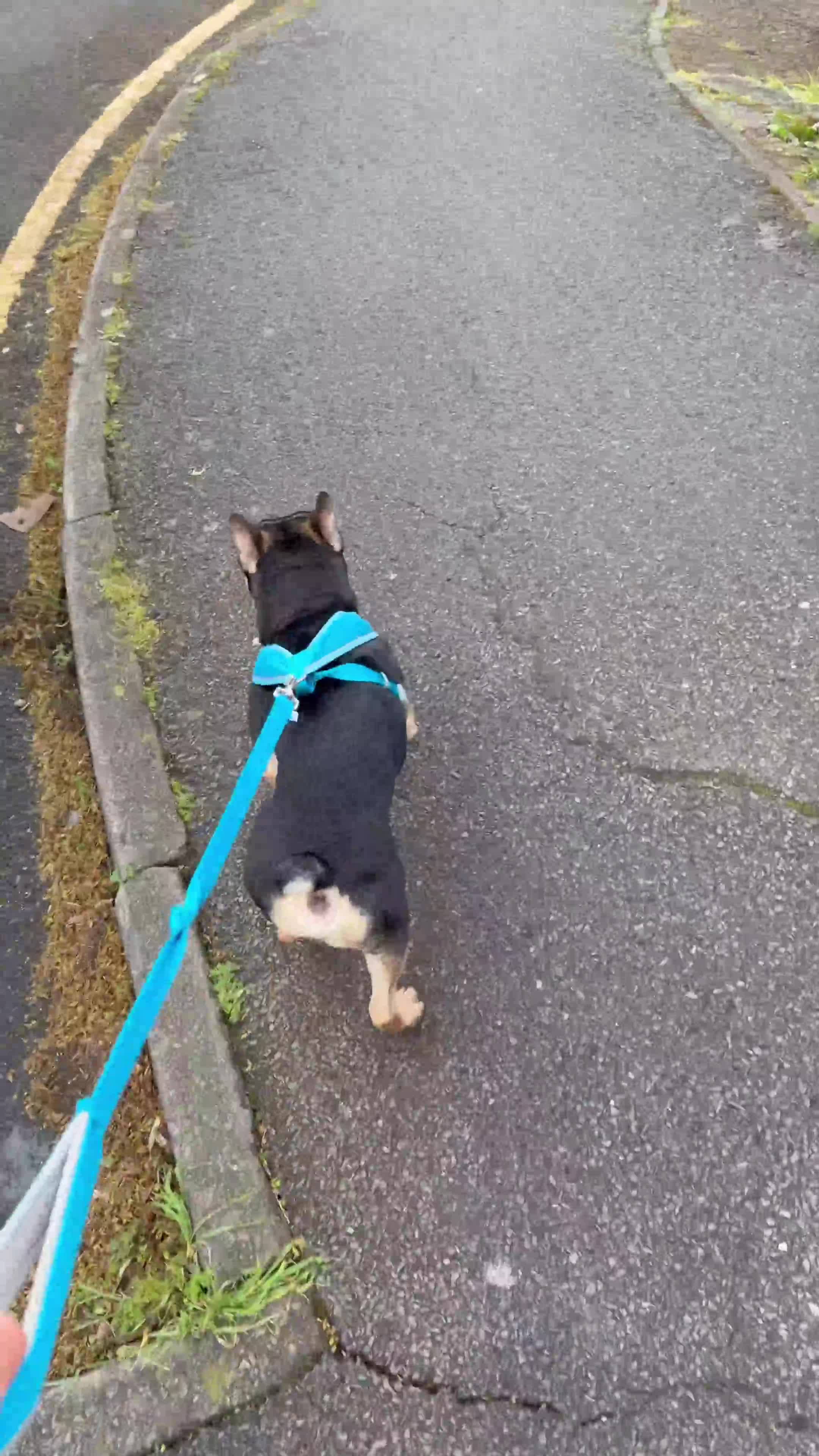 French Bulldog dogs for sale: 3 year old male French bulldog - Video 1