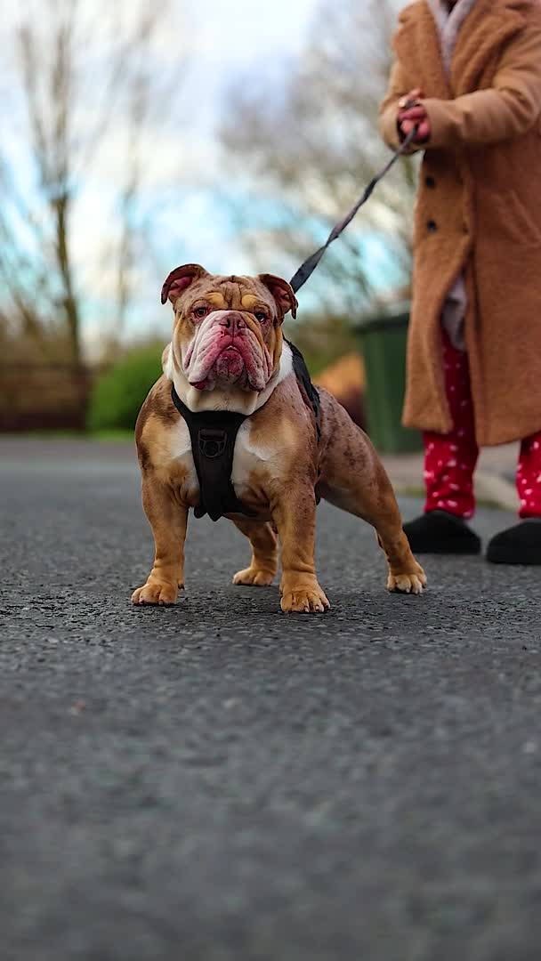 English Bulldog dogs for stud: Chocolate tri Merle  in Manchester - Video 1