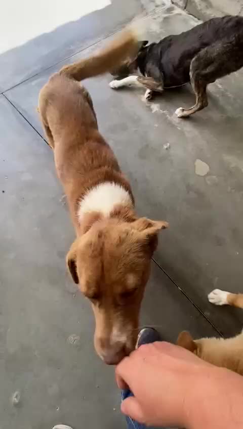 Mixed Breed dogs for adoption: Brambling, 1.5 yrs old. Available for adoption. in Brixham - Video 2