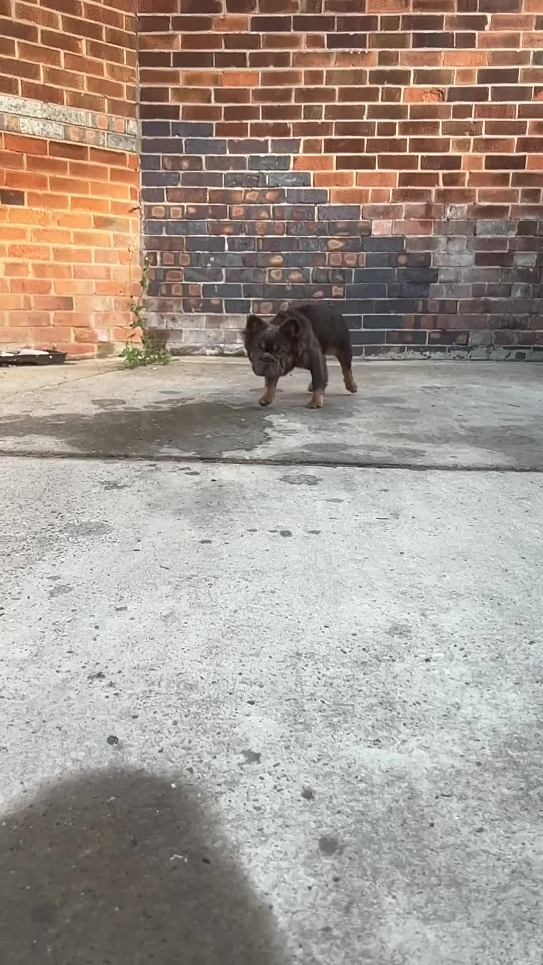 French Bulldog dogs for sale: Fluffy French bulldog🦁 - Video 3