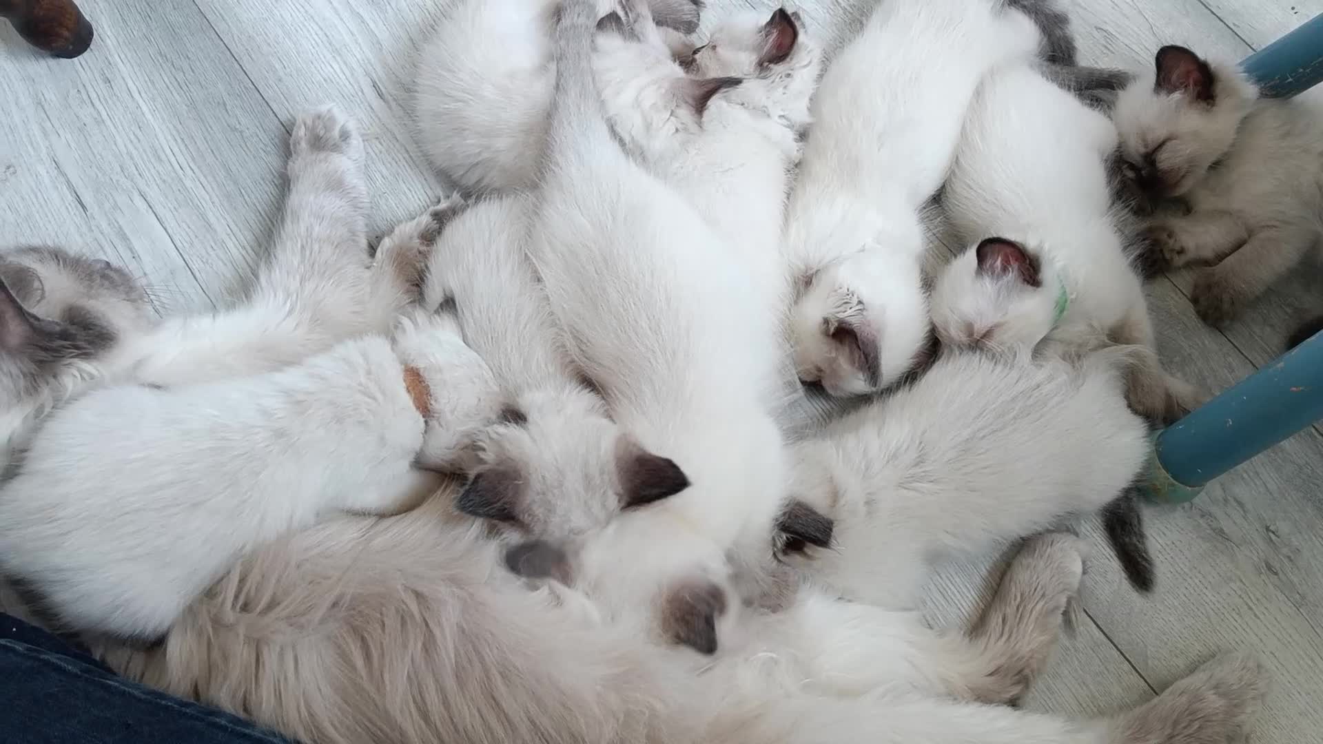 Ragdoll cats for sale: GCCF Registered ragdoll kittens available 28 Aug.  - Video 1