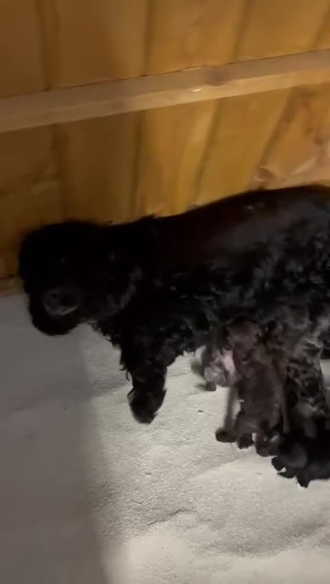 Cockapoo dogs for sale: F1 Showtype Cockapoo - Video 2