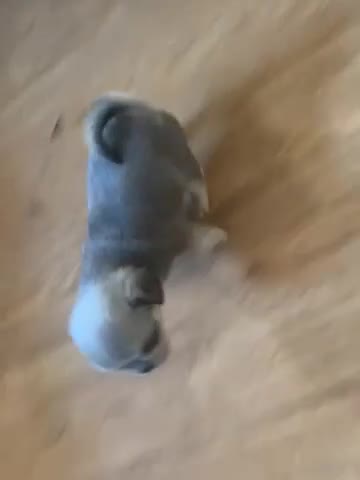 Pug dogs for sale: 7 Pug puppies  - Video 4