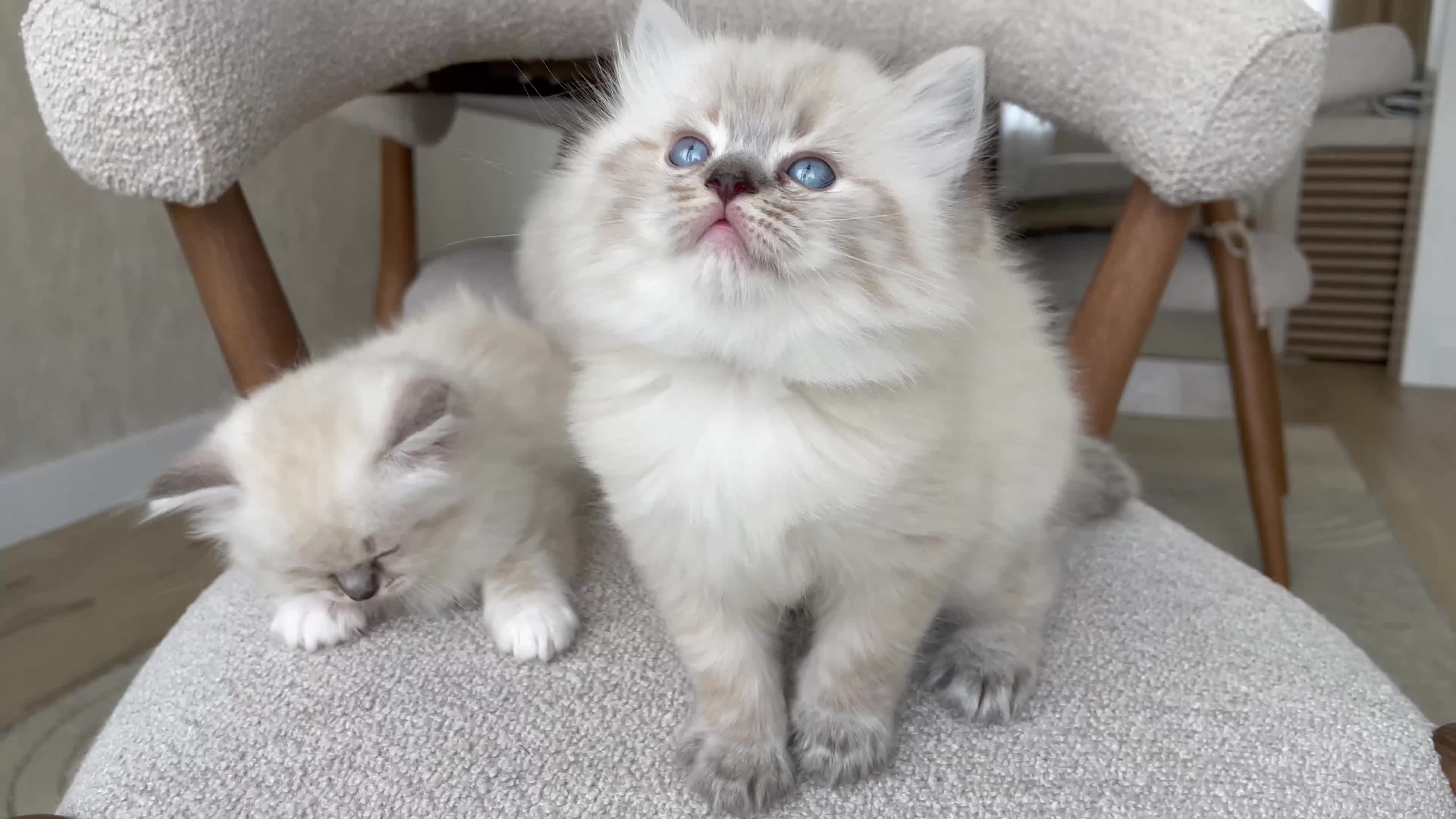 Ragdoll cats for sale: Fluffy Ragdoll kittens, 3 beautiful boys   - Video 2