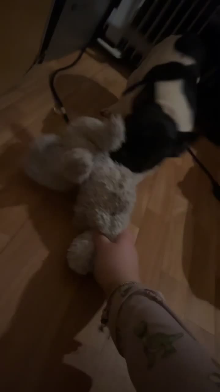 French Bulldog dogs for sale: Beautiful frenchy  in Mayfield - Video 2